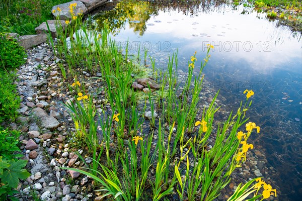 Yellow iris (Iris pseudacorus), by a pond in a natural garden, practical nature conservation,
