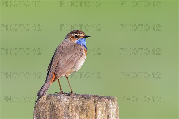 White-starred bluethroat (Luscinia svecica cyanecula), male, sitting on wooden fence post,