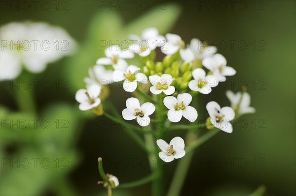 Watercress (Nasturtium officinale), flowers, medicinal plant, North Rhine-Westphalia, Germany,