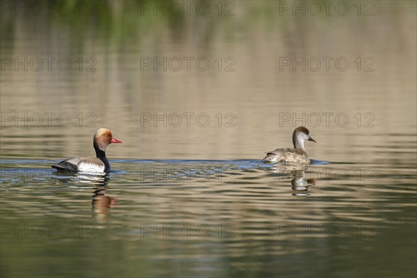Red-crested pochard (Netta rufina), male and female swimming on a pond, Thuringia, Germany, Europe