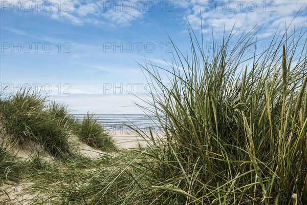 Marram grass (Ammophila arenaria) on dune and beach, Wadden Sea, Schillig, Wangerland, East Frisia,