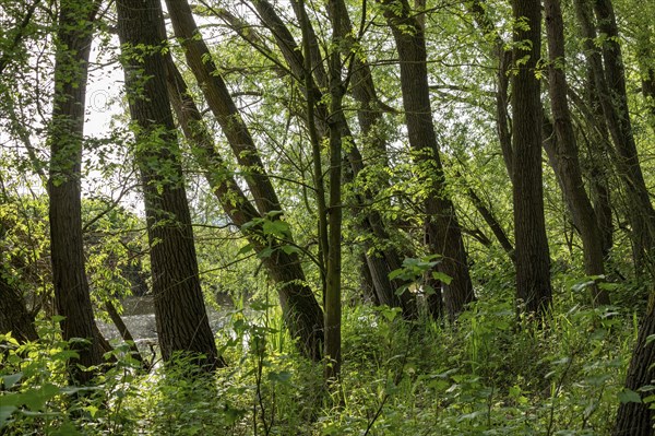 Trees, biosphere reserve, Boizenburg, Mecklenburg-Western Pomerania, Germany, Europe