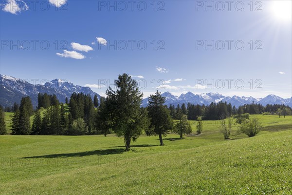 Landscape near Buching, Allgaeu Alps, sun, snow, forest, fir trees, Ostallgaeu, near Fuessen,