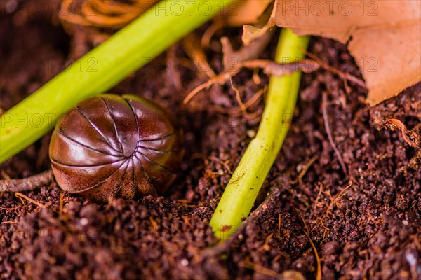 Pill bug on soil, adjacent to green vegetation and dry leaves, in Thailand