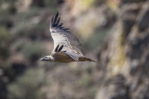 Griffon vulture (Gyps fulvus), Monfraguee National Park, Extremadura, Castilla La Mancha, Spain,