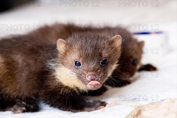 Beech marten (Martes foina), young animal cleaning itself with its tongue after eating in a