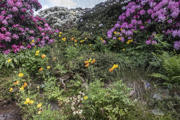 Welsh poppy (Meconopsis cambrica) in front of rhododendron, Emsland, Lower Saxony, Germany, Europe