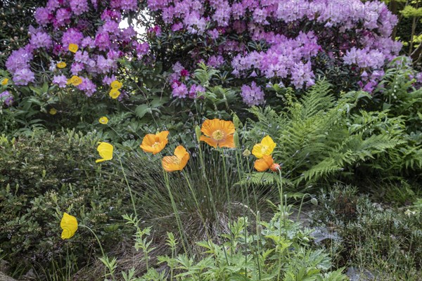 Welsh poppy (Meconopsis cambrica) in front of rhododendron, Emsland, Lower Saxony, Germany, Europe