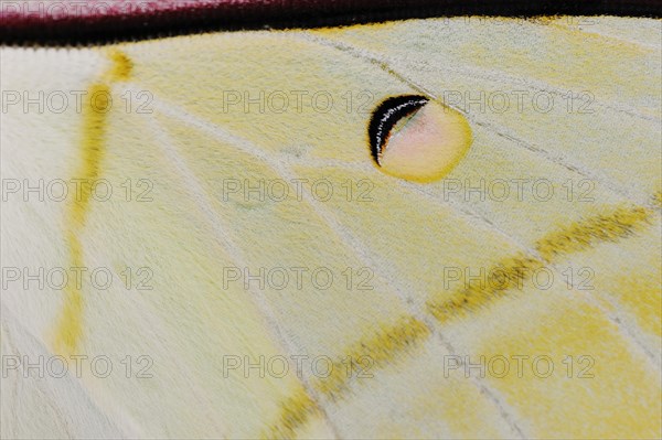 Indian luna moth (Actias selene), wing detail, captive, occurrence in Asia