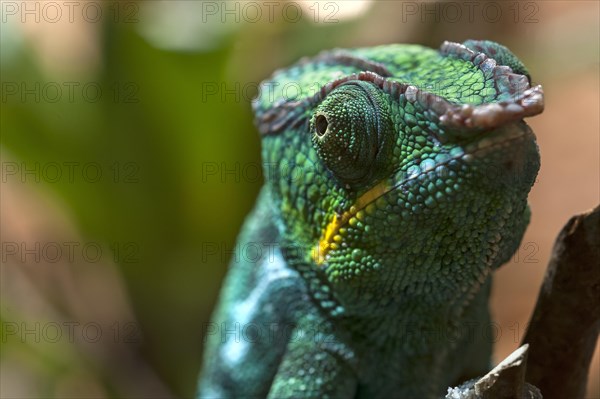 Panther Chameleon, terrarium in the Nuremberg Zoo, Nuremberg, Middle Franconia, Bavaria, Germany,