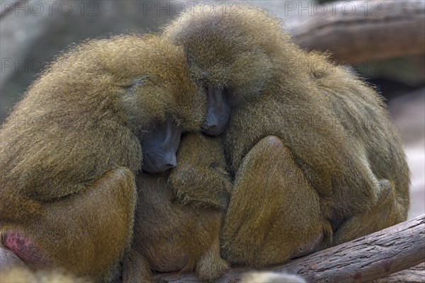 Guinea baboons, also known as sphinx baboons or guinea baboon (Papio papio), Nuremberg Zoo, Middle