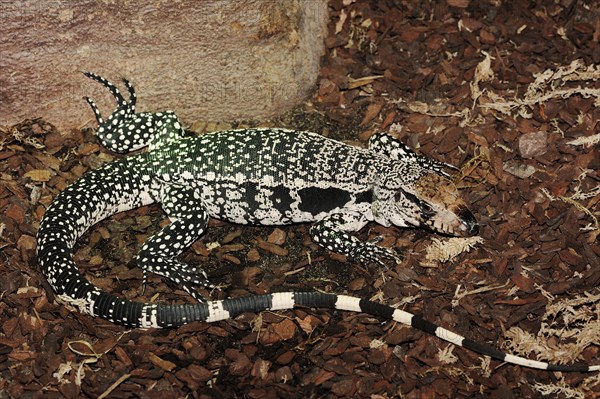 Argentine black and white tegu (Salvator merianae, Tupinambis merianae), captive, occurring in