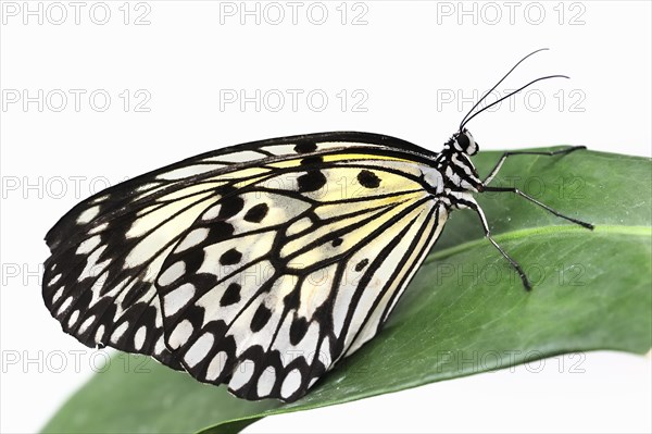 Paper kite (Idea leuconoe) against a white background, captive, occurring in Southeast Asia