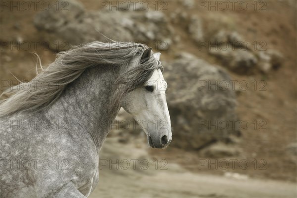 Andalusian, Andalusian horse, Antequera, Andalusia, Spain, Europe