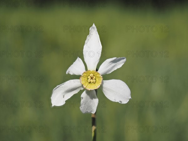 Star narcissus (Narcissus radiiflorus), near Irdning, Ennstal, Styria, Austria, Europe