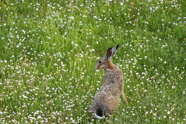 A brown hare (Lepus europaeus) seen from behind sitting in a flowering meadow surrounded by grass