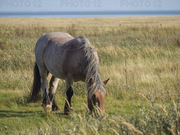 Grey-beige horse with lowered head, grazing in a meadow in summer near a sea, horses on salt meadow