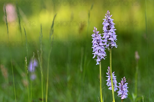 Moorland spotted orchid (Dactylorhiza maculata), flowering wild orchid, Lower Rhine, North