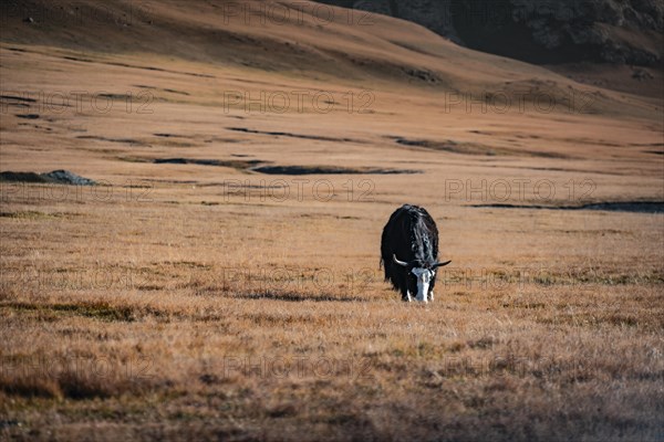 Yak grazing on the autumnal plateau with yellow grass, Tian Shan, Sky Mountains, Sary Jaz Valley,