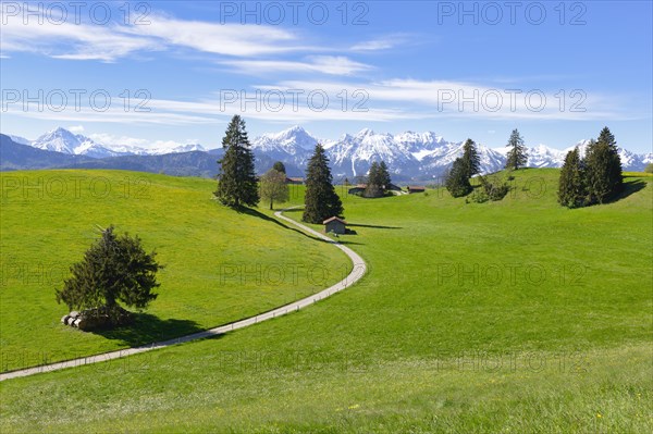 Landscape with trees near Fuessen, Allgaeu Alps, snow, Allgaeu, Bavaria, Germany, Europe