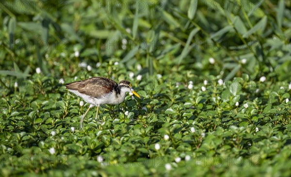 Northern jacana (Jacana spinosa), female between flowering floating plants in the water, Tortuguero