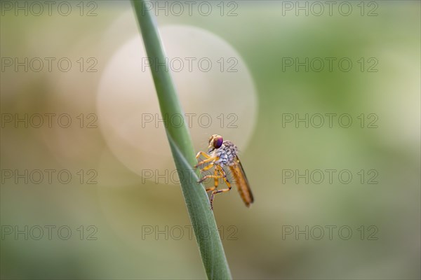 Robber fly (Ommatius) sitting on a blade of grass, Tortuguero National Park, Costa Rica, Central