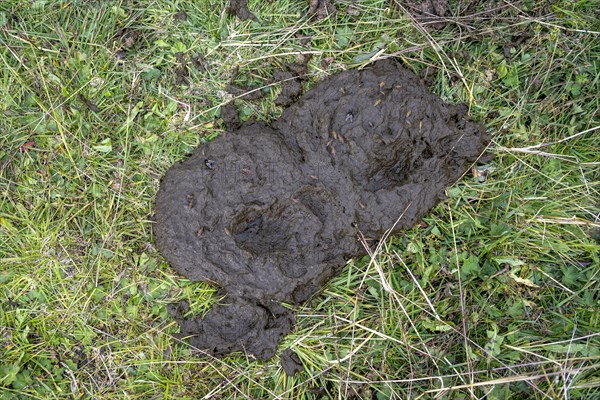 Cow pats in a meadow, Austria, Europe
