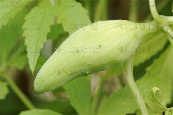 Caigua (Cyclanthera pedata), fruit, native to South America