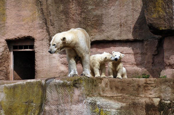 Polar bear mother with two young polar bears, Ursus maritimus, Nuremberg Zoo, Am Tiergarten 30,