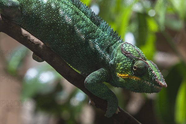 Panther Chameleon, terrarium in the Nuremberg Zoo, Nuremberg, Middle Franconia, Bavaria, Germany,