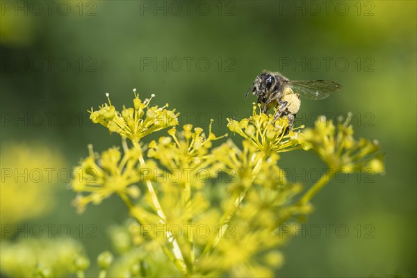 Honey bee (Apis mellifera) a Yellow umbel (Smyrnium perfoliatum), Emsland, Lower Saxony, Germany,