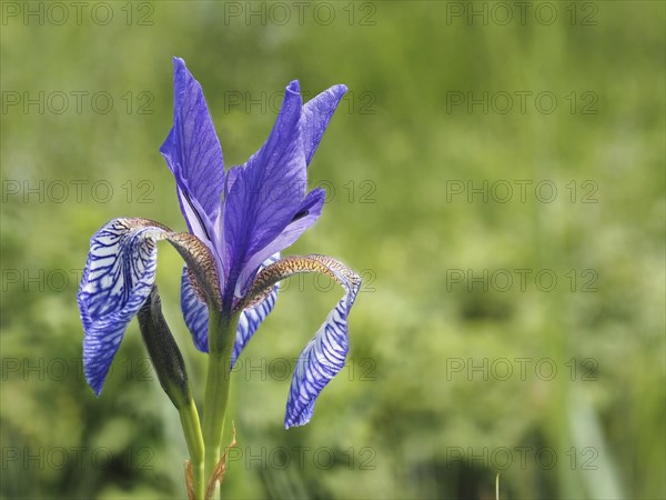 Siberian iris (Iris sibirica), close-up with focus stacking, near Irdning, Ennstal, Styria