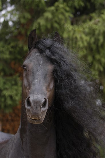 Friesian, Friesian horse