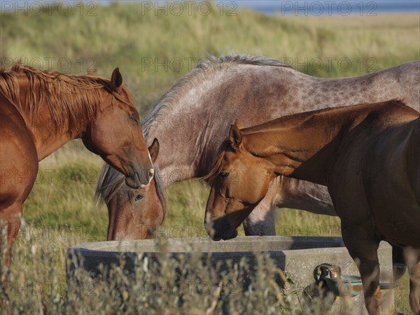 Three horses drinking at a trough in the middle of a meadow, horses on a salt marsh by the sea