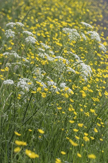 Cow parsley (Anthriscus sylvestris) and tall buttercup (Ranunculus acris), Emsland, Lower Saxony,