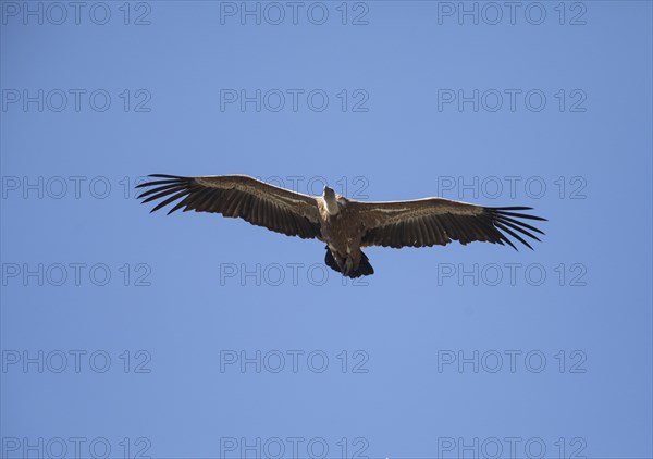 Griffon vulture (Gyps fulvus), Monfraguee National Park, Extremadura, Castilla La Mancha, Spain,