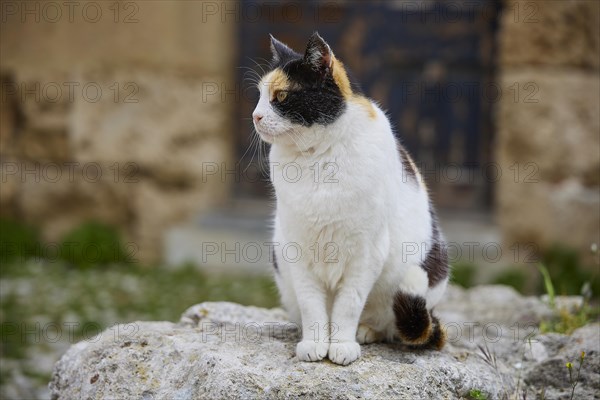 Tricoloured cat sitting on a stone and looking attentively sideways, near Grand Master's Palace,