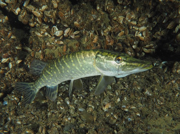 A pike (Esox lucius), swimming near the bottom of a freshwater habitat covered with quagga mussel