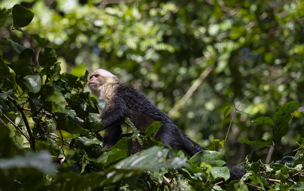 White-headed capuchin (Cebus imitator), walking on a branch between leaves, Tortuguero National