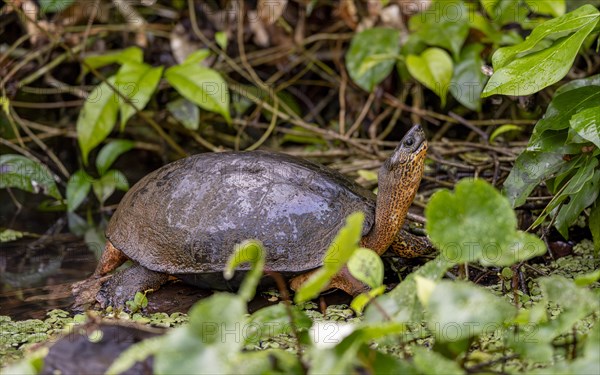 American tortoise (Rhinoclemmys funerea) among aquatic plants, Tortuguero National Park, Costa