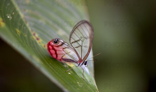Rusted Clearwing-Satyr or blushing phantom (Cithaerias pireta), sitting on a green leave,