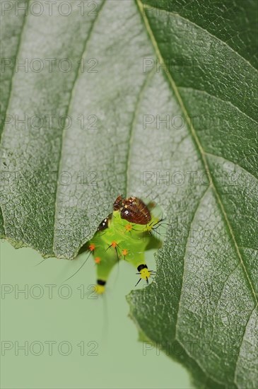 Indian luna moth (Actias selene), caterpillar, captive, occurrence in Asia