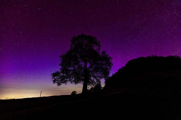 Silhouette of lime tree in front of aurora borealis, northern lights due to solar storm,