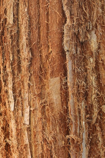 Coast redwood (Sequoia sempervirens), bark detail, native to North America, park tree, North