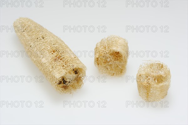 Sponge cucumber (Luffa aegyptiaca, Luffa cylindrica), fibrous interior of the ripe fruit, used as a