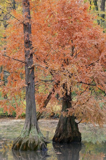 Bald cypress (Taxodium distichum) in autumn, North Rhine-Westphalia, Germany, Europe