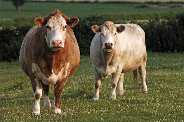 Two cows in the pasture, Netherseal, South Derbyshire, England, Great Britain