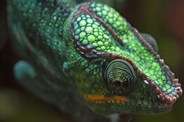 Panther Chameleon, terrarium in the Nuremberg Zoo, Nuremberg, Middle Franconia, Bavaria, Germany,