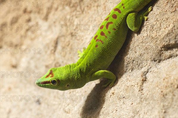Fiji iguana (Brachylophus fasciatus) in the terrarium, Nuremberg Zoo, Nuremberg, Middle Franconia,