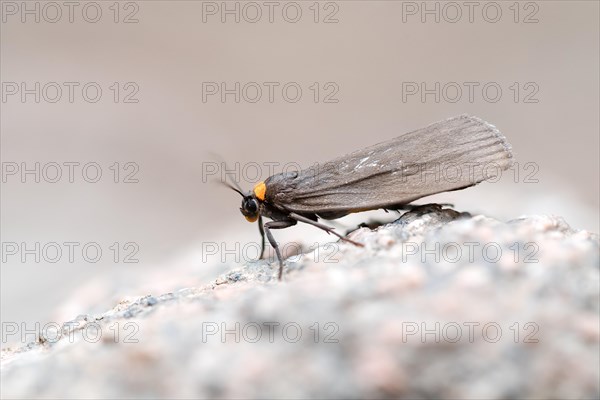 Red-necked footman (Atolmis rubricollis), imago during the day, Harz National Park, Germany, Europe